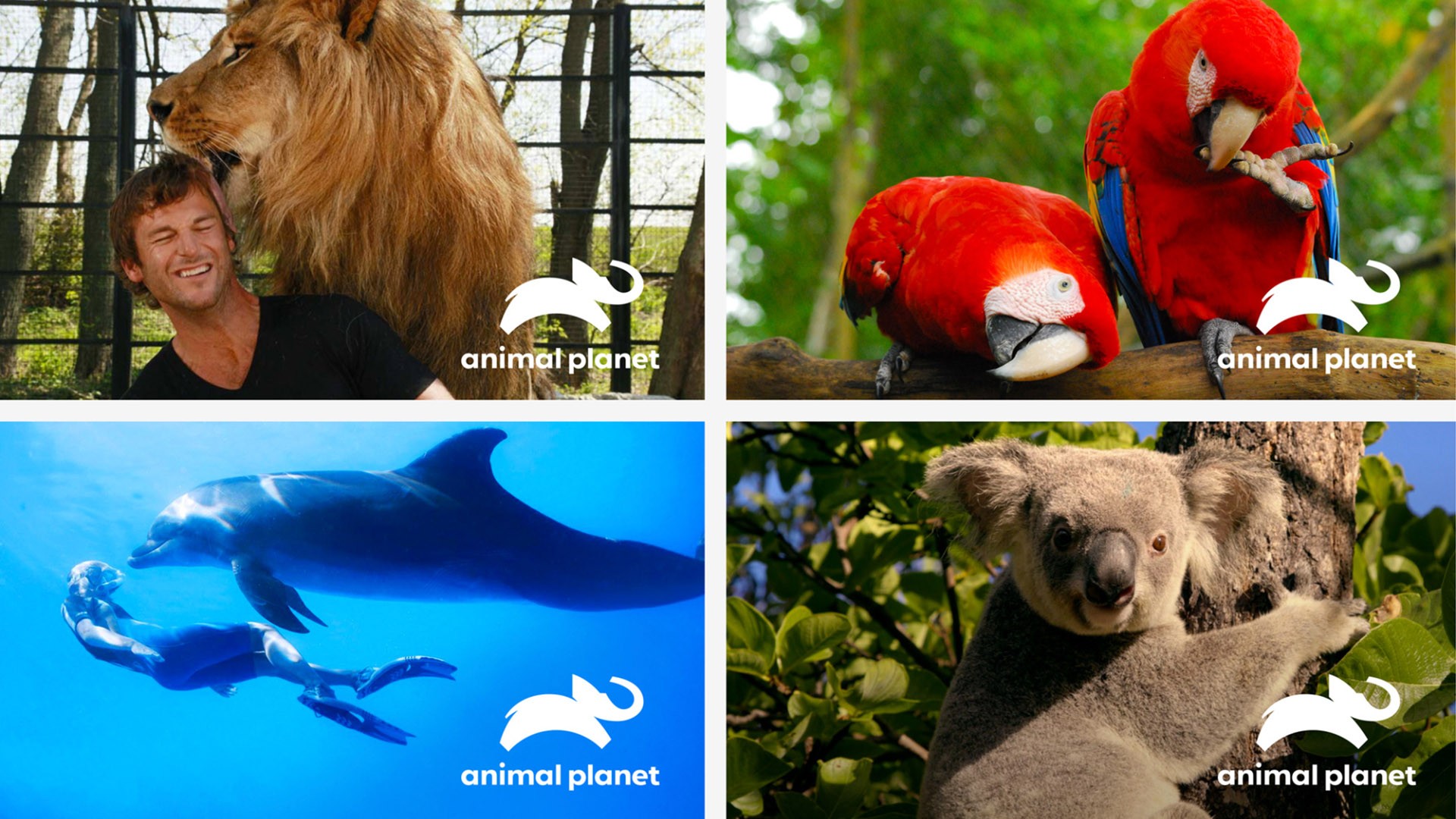 品牌形象煥新 品牌形象塑造 品牌logo設(shè)計 動物logo設(shè)計.jpg